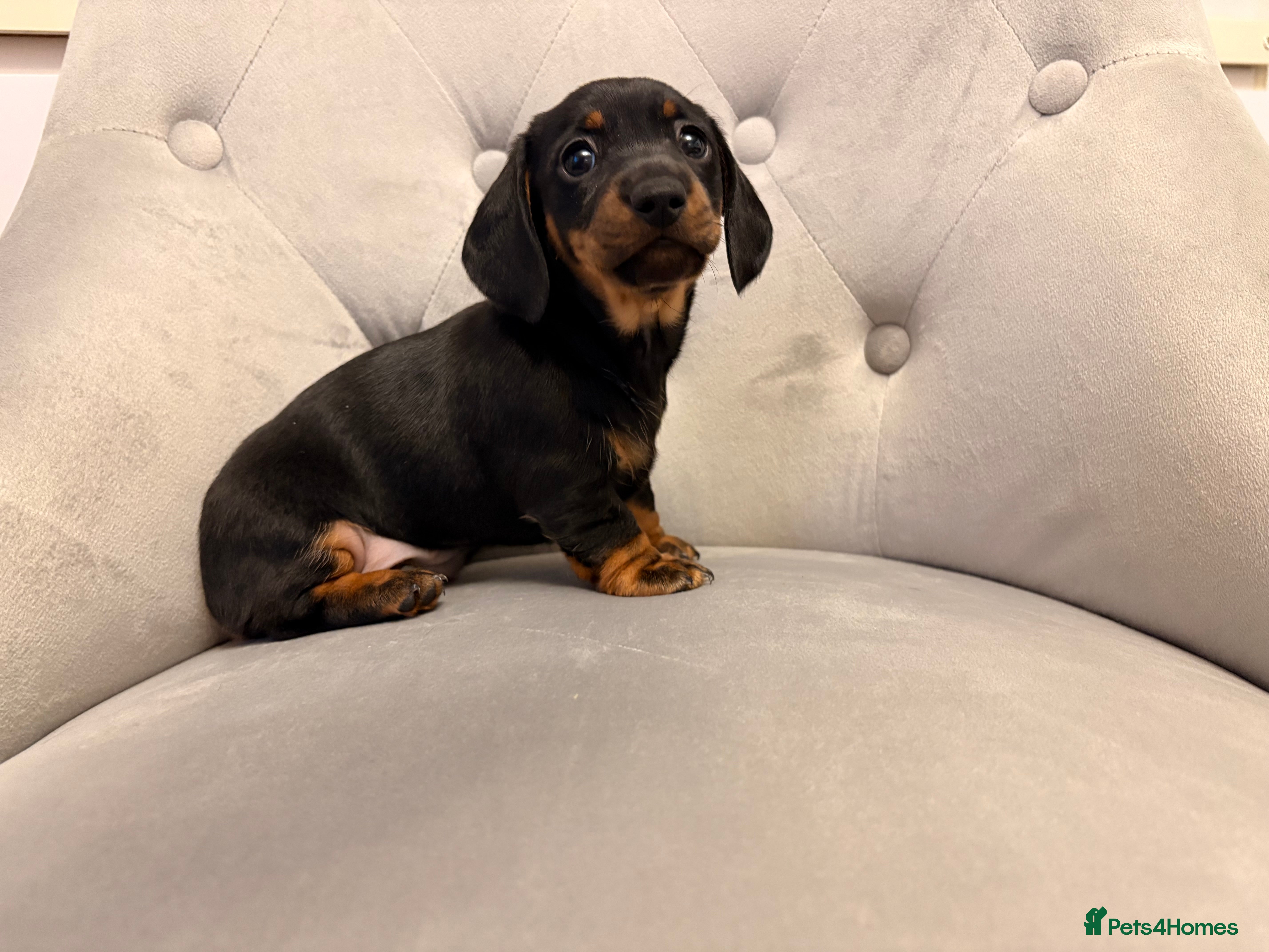 Miniature Dachshund dogs Miniature Dachshund - Advert 15