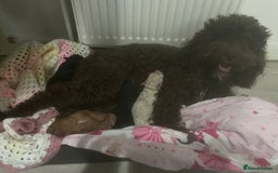 Cockapoo dogs for sale: Toy cockapoo - Advert 5