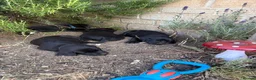 Labrador Retriever dogs for sale: 9 gorgeous KC registered black Labrador retrievers - Advert 10