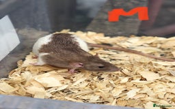 Rat rodents for sale: Friendly dumbo rats for sale  - Image 4