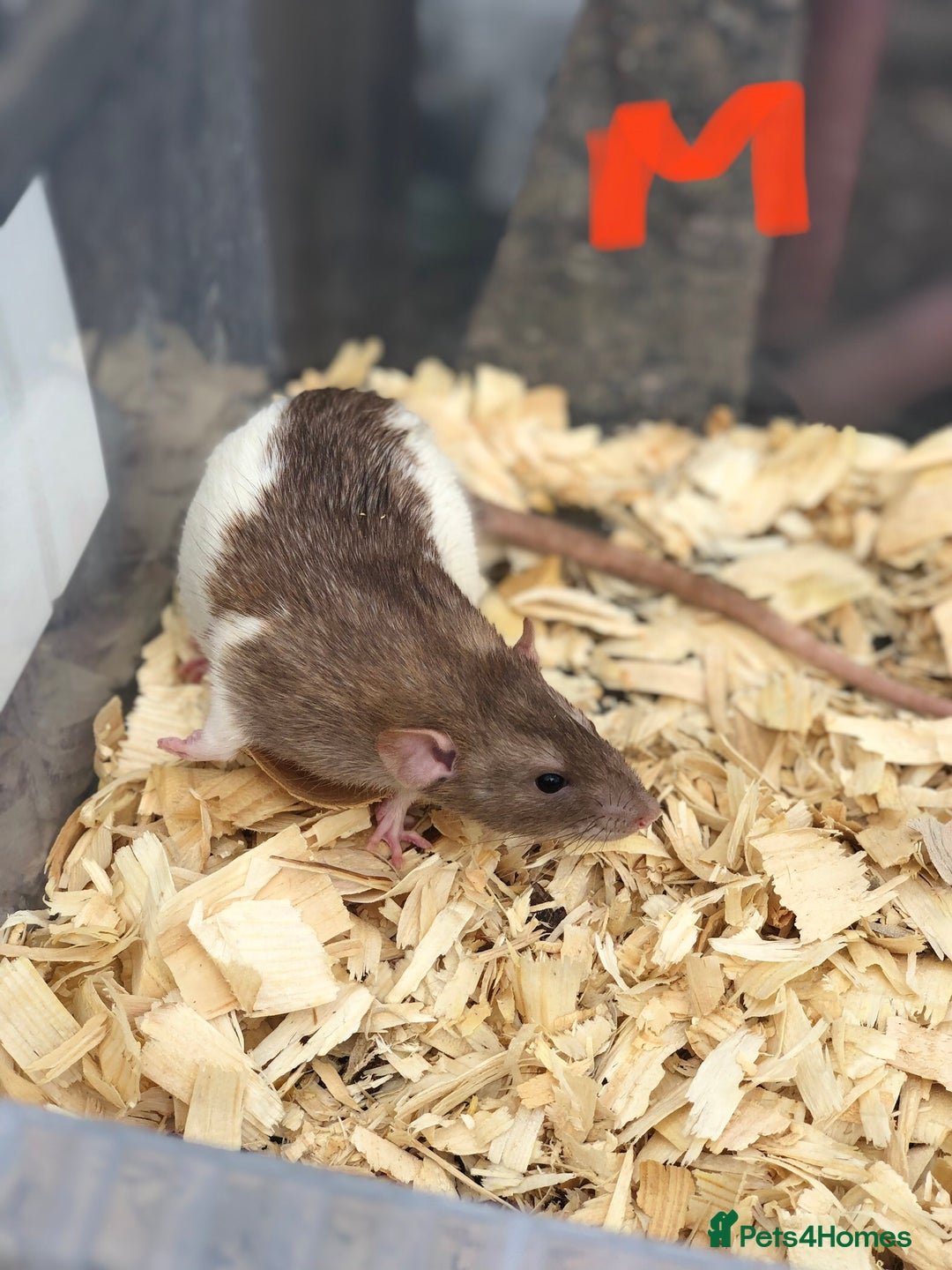 Rat rodents for sale: Friendly dumbo rats for sale  - Image 4