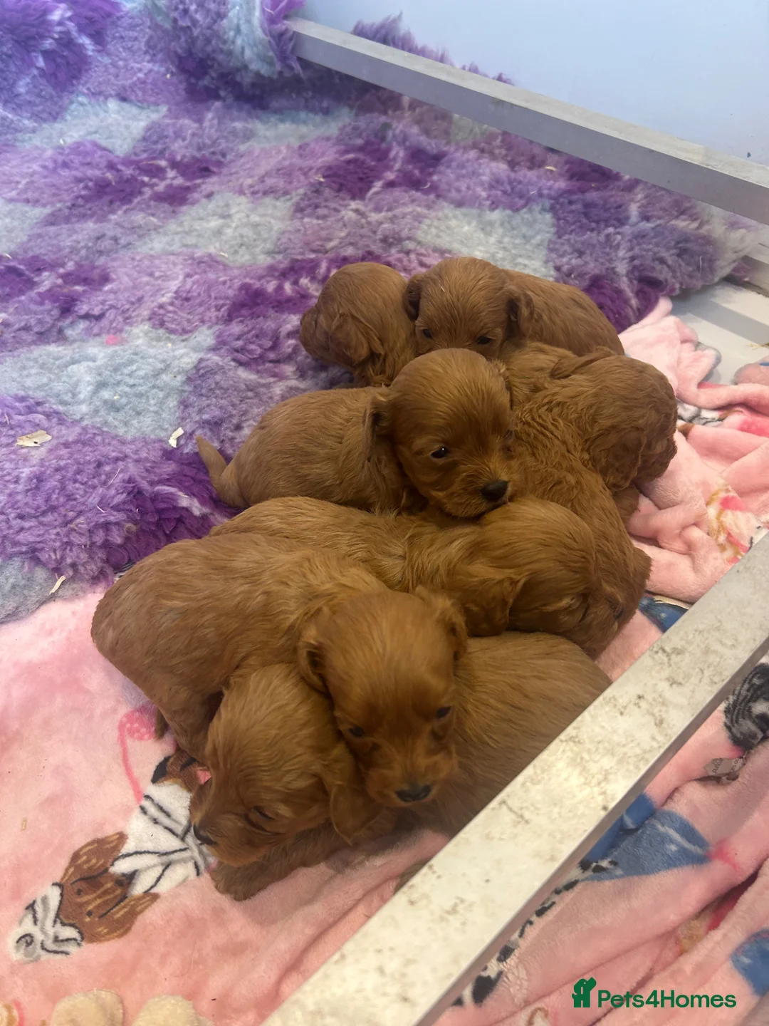 Cavapoo dogs for sale: Health tested F1b Cavapoos  - Advert 2