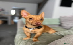Mixed Breed dogs for sale: Beautiful tan miniature jack russell - Image 3