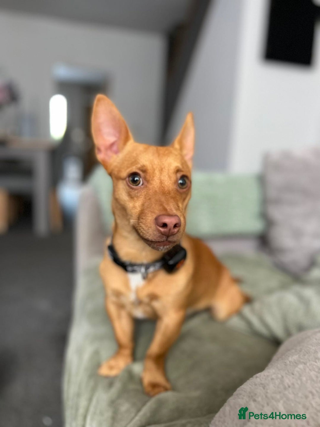 Mixed Breed dogs for sale: Beautiful tan miniature jack russell - Image 3