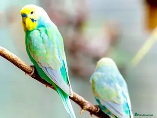 Budgerigars birds Budges - Advert 1