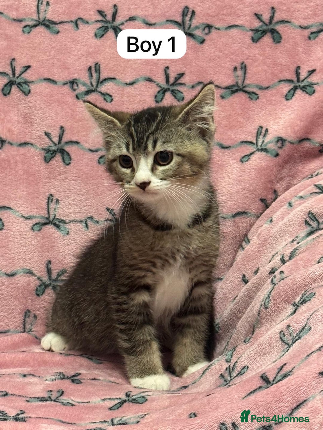 British Shorthair cats for sale: PURE BSH Girl kitten and BSH mix adorable boys - Advert 5