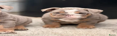 English Bulldog Puppy 5 