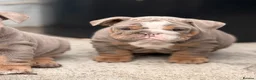 English Bulldog dogs for sale: 1 LEFT VACCINATED + READY TO LEAVE BRITISH BULLDOG - Advert 2