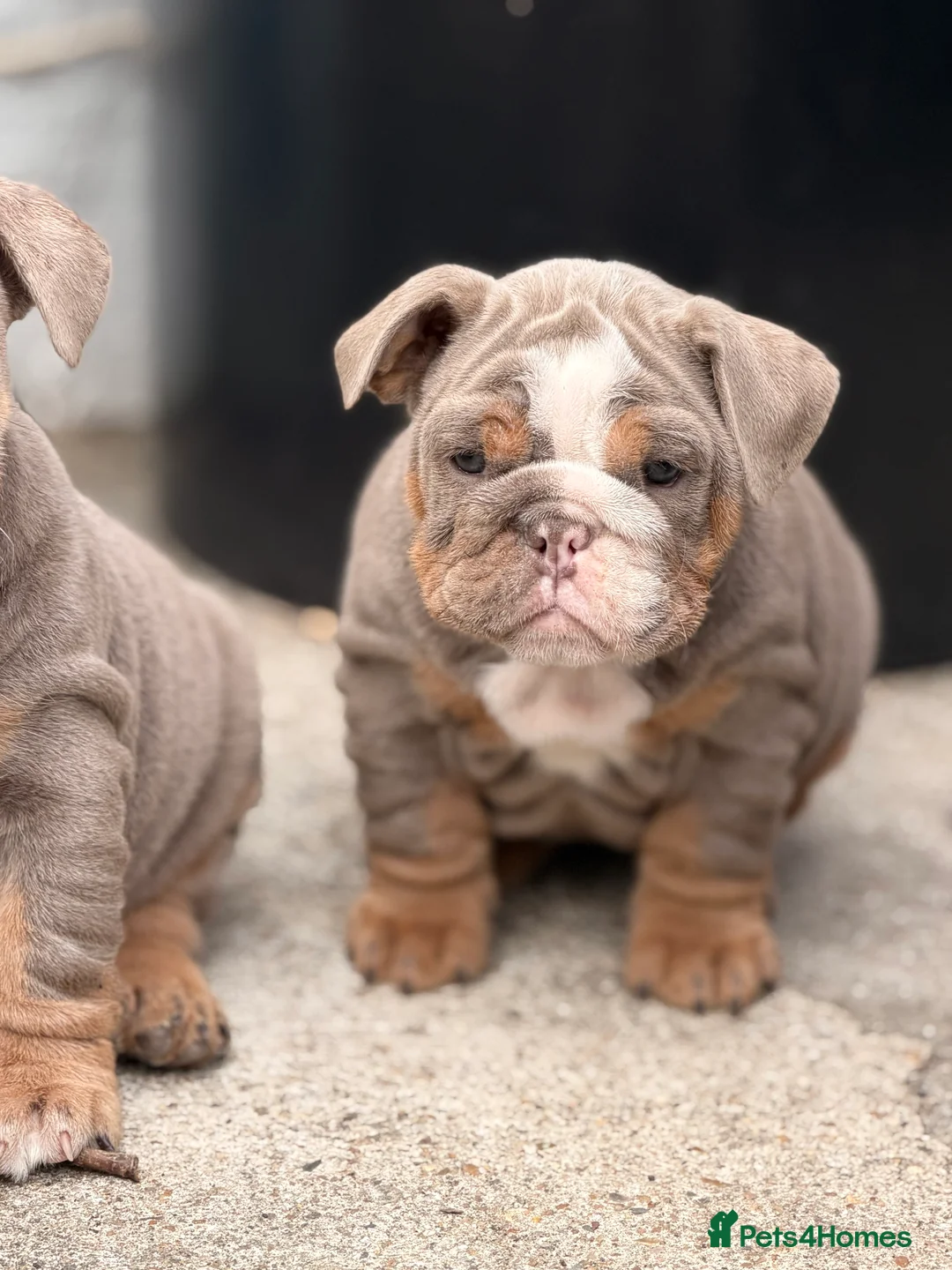 English Bulldog dogs for sale: 1 LEFT VACCINATED + READY TO LEAVE BRITISH BULLDOG - Advert 2