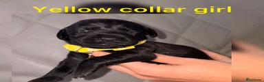 Black girl (yellow collar)