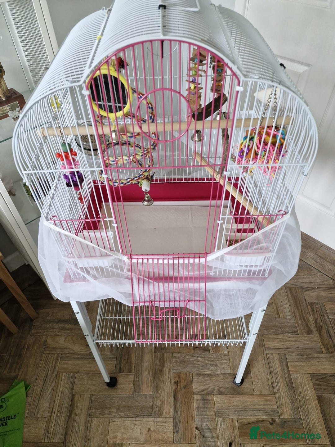 Budgerigars birds for sale: Violet Opaline Budgie - Image 8