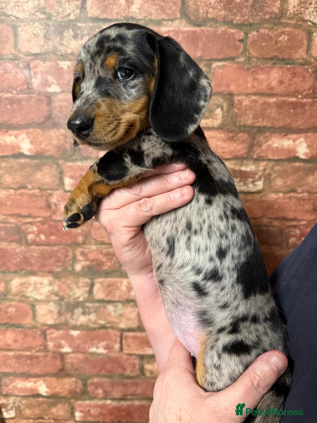 Miniature Dachshund dogs Stunning miniature dachshund puppies2 girls left  - Advert 18