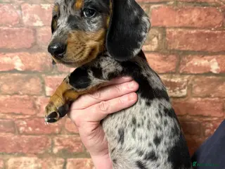 Miniature Dachshund dogs Stunning miniature dachshund puppies2 girls left - Advert 18