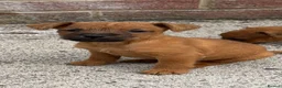 Lakeland Terrier dogs for sale: Lakeland terriers READY NOW - Advert 1