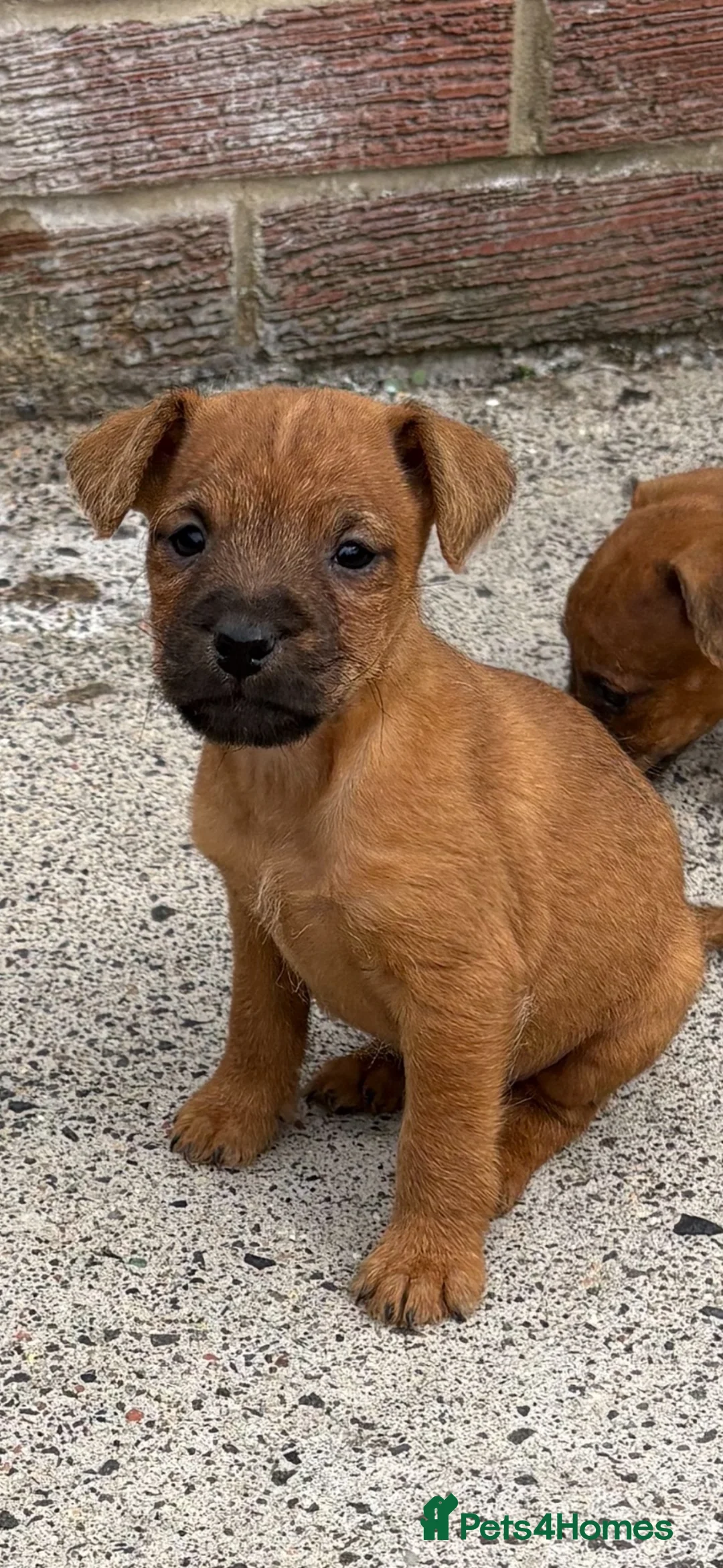 Lakeland Terrier dogs for sale: Lakeland terriers READY NOW - Advert 1