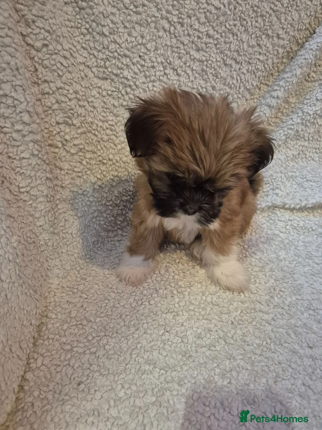 Lhasa Apso dogs for sale: LHASA APSO KC PUPPIES 1 girl left  - Advert 2