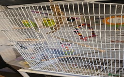 Budgerigars birds for sale: Pair of beautiful budgies  - Advert 5