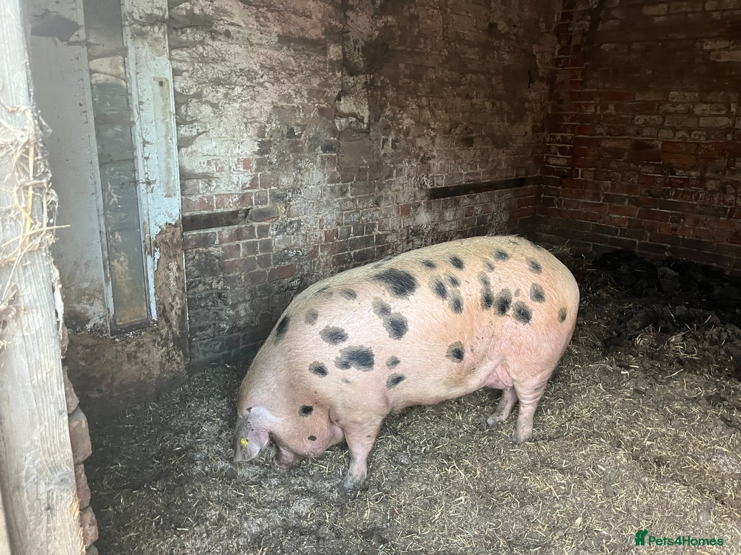 Pig livestock for sale: Gloucestershire Old Spot Gilts - Image 1