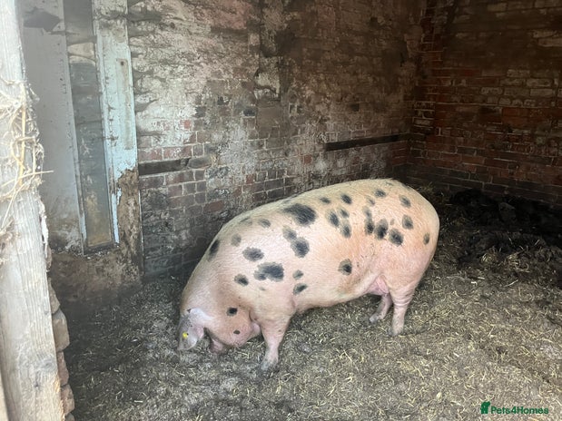 Pig livestock - Advert 1