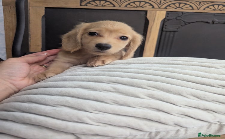 Dachshund dogs - Advert 6