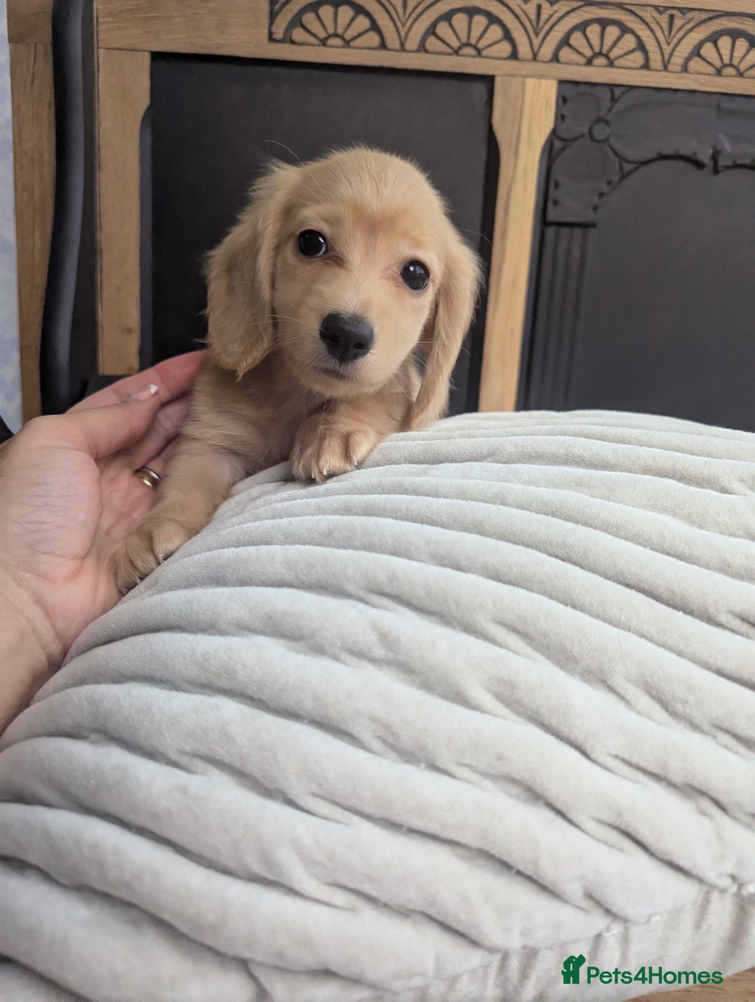 Dachshund dogs for sale: All REHOMED 🏡Long haired miniature Dachshunds  - Image 1