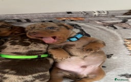 Miniature Dachshund dogs for sale: Chocolate Tan/dapple Miniature Dachsund - Image 15