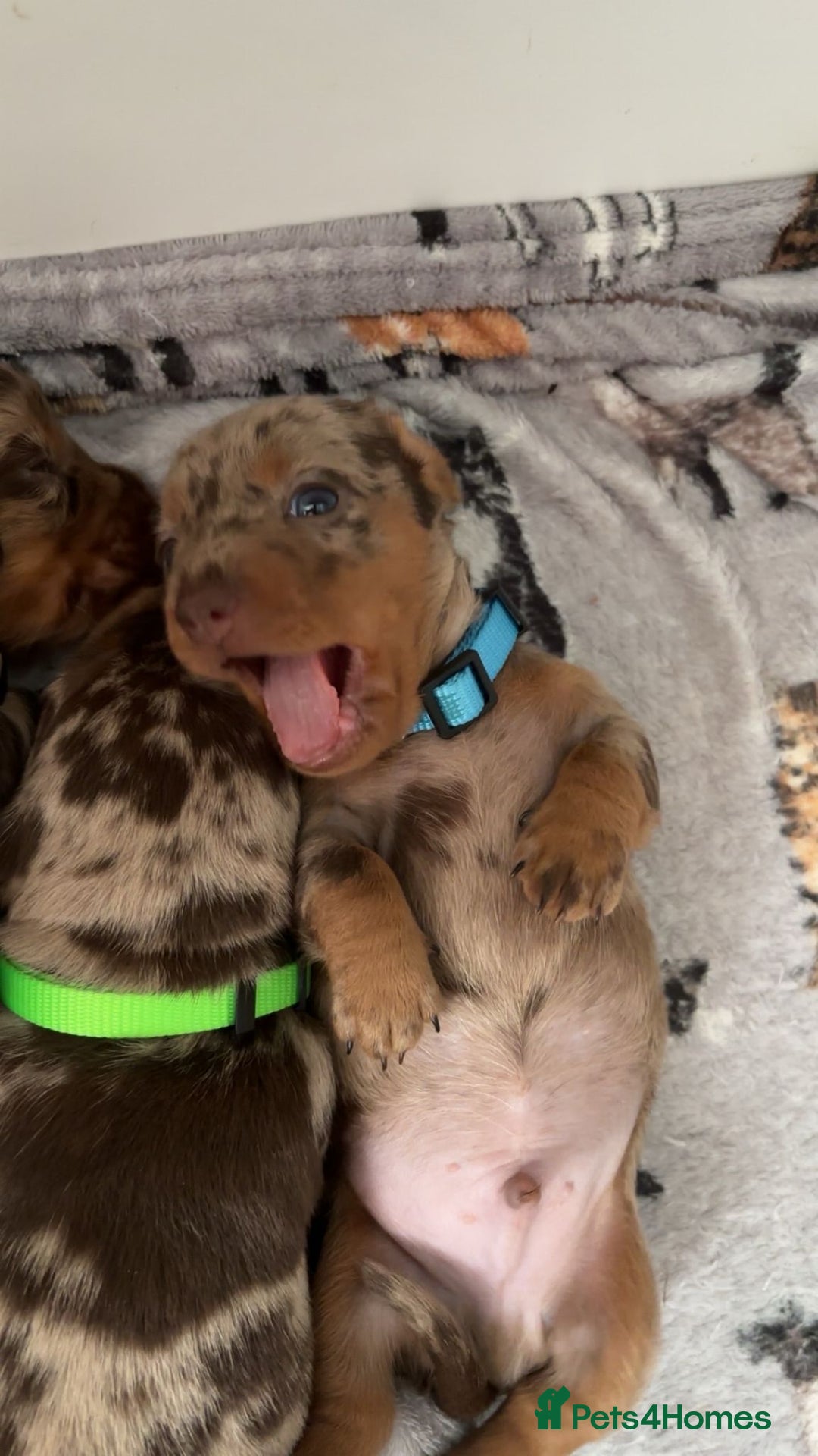Miniature Dachshund dogs for sale: Chocolate Tan/dapple Miniature Dachsund - Image 15