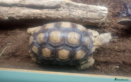 Tortoise reptiles for sale: 14 month old sulcata - Image 1