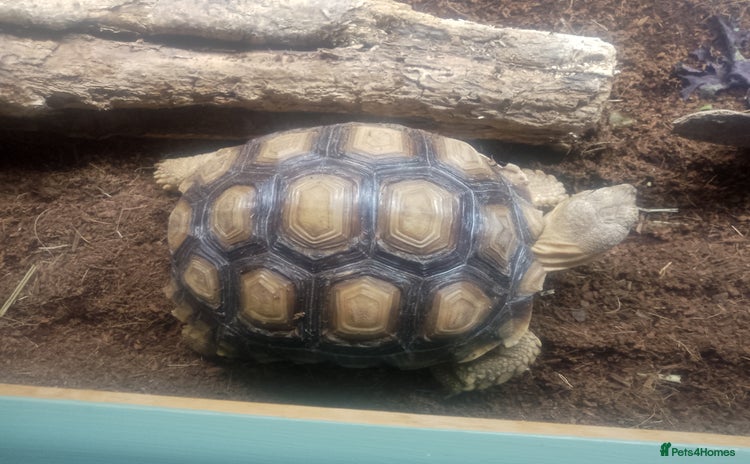 Tortoise reptiles - Advert 2