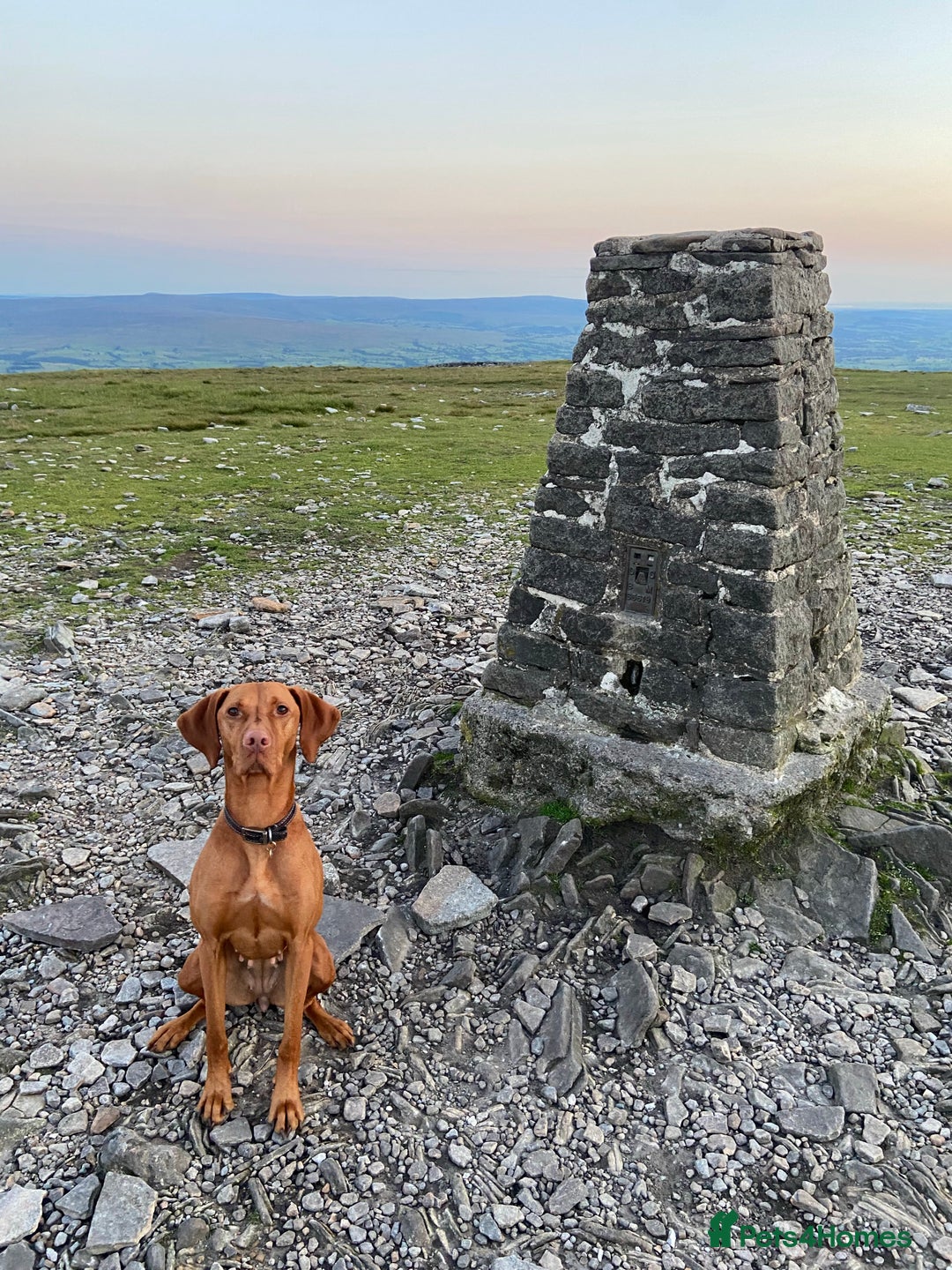 Hungarian Vizsla dogs for sale: Hungarian Vizsla puppies - KC registered  - Advert 2