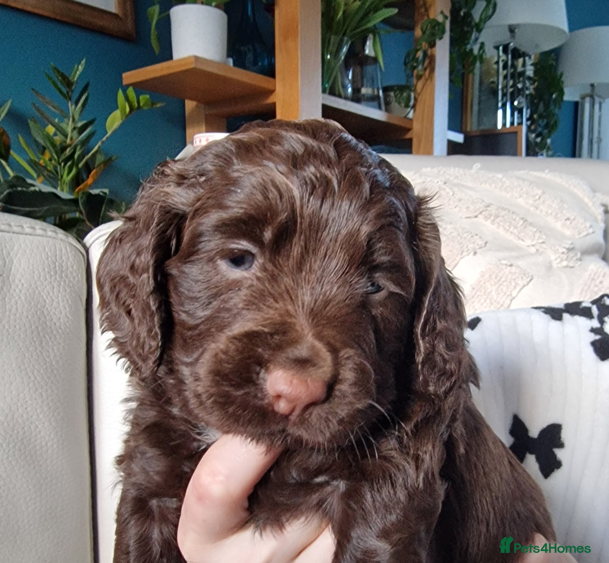 Cocker Spaniel dogs Working Cocker Spaniel, KC, ready 8 May - Advert 5