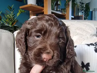 Cocker Spaniel dogs Working Cocker Spaniel, KC, ready 8 May - Advert 5