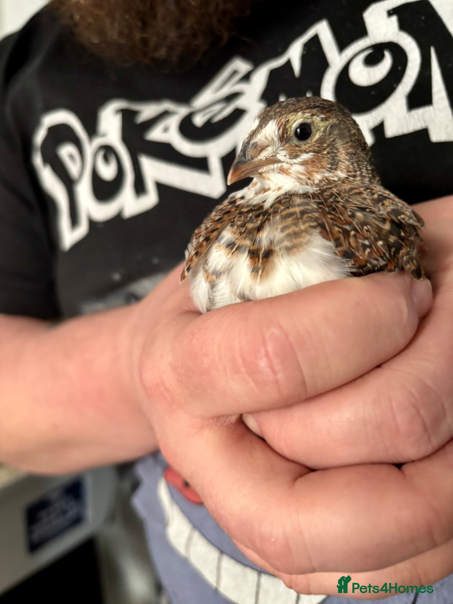 Quail poultry Male Coturnix Quail Roos 4 Weeks Old - Advert 2