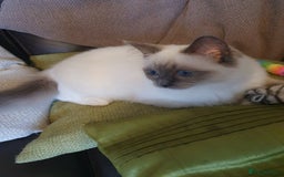 Ragdoll cats for sale: Gorgeous ragdoll  - Image 4