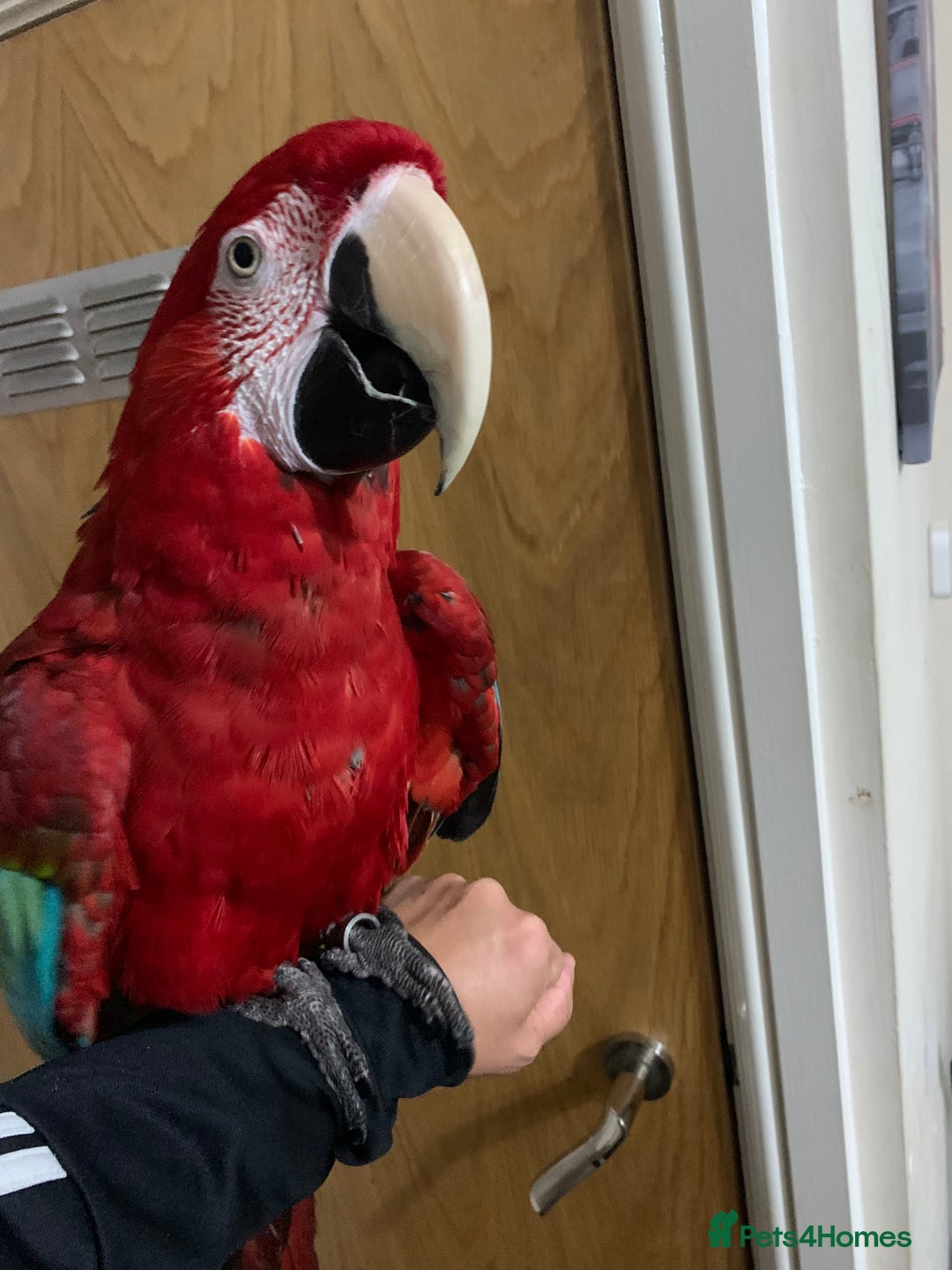 Macaws birds for sale: Super tame green wing macaw set up - Image 2
