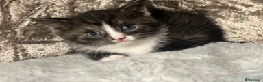 Scottish Fold 2