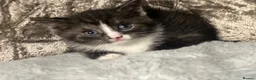 Scottish Fold cats for sale: Scottish fold x British fold kittens  - Advert 9