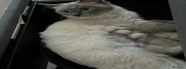 Mila