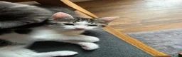Mixed Breed cats for sale: 2 beautiful kittens. - Advert 14
