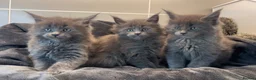 Maine Coon cats for sale: GCCF Maine Coon Kittens  - Advert 2