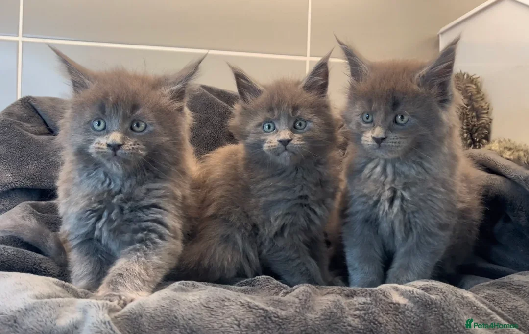 Maine Coon cats for sale: GCCF Maine Coon Kittens  - Advert 2
