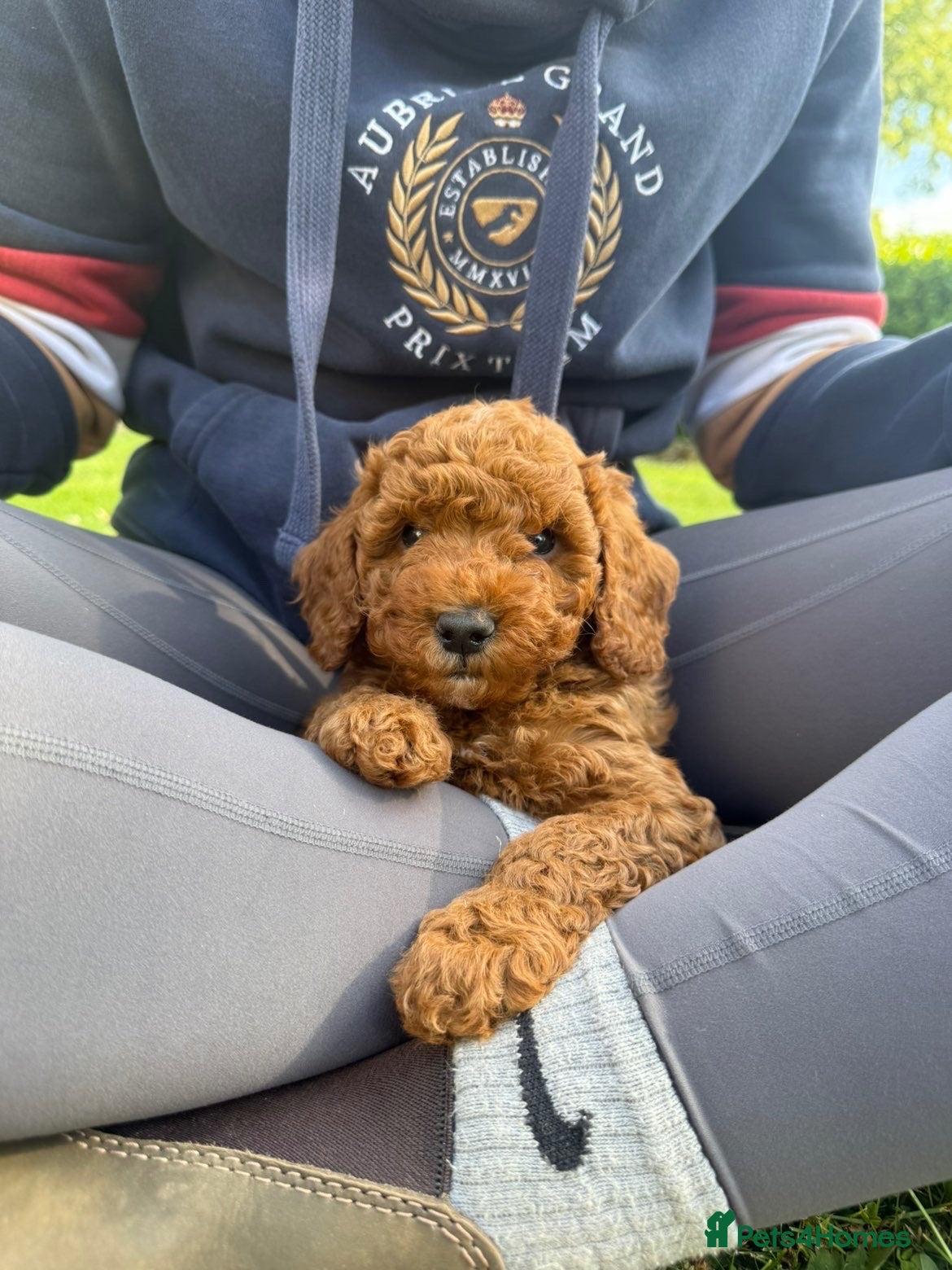 Miniature Poodle dogs KC Registered Deep Red Miniature Poodle Puppies - Advert 1