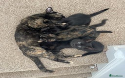 Mixed Breed cats for sale: Three beautiful black kittens - Image 3