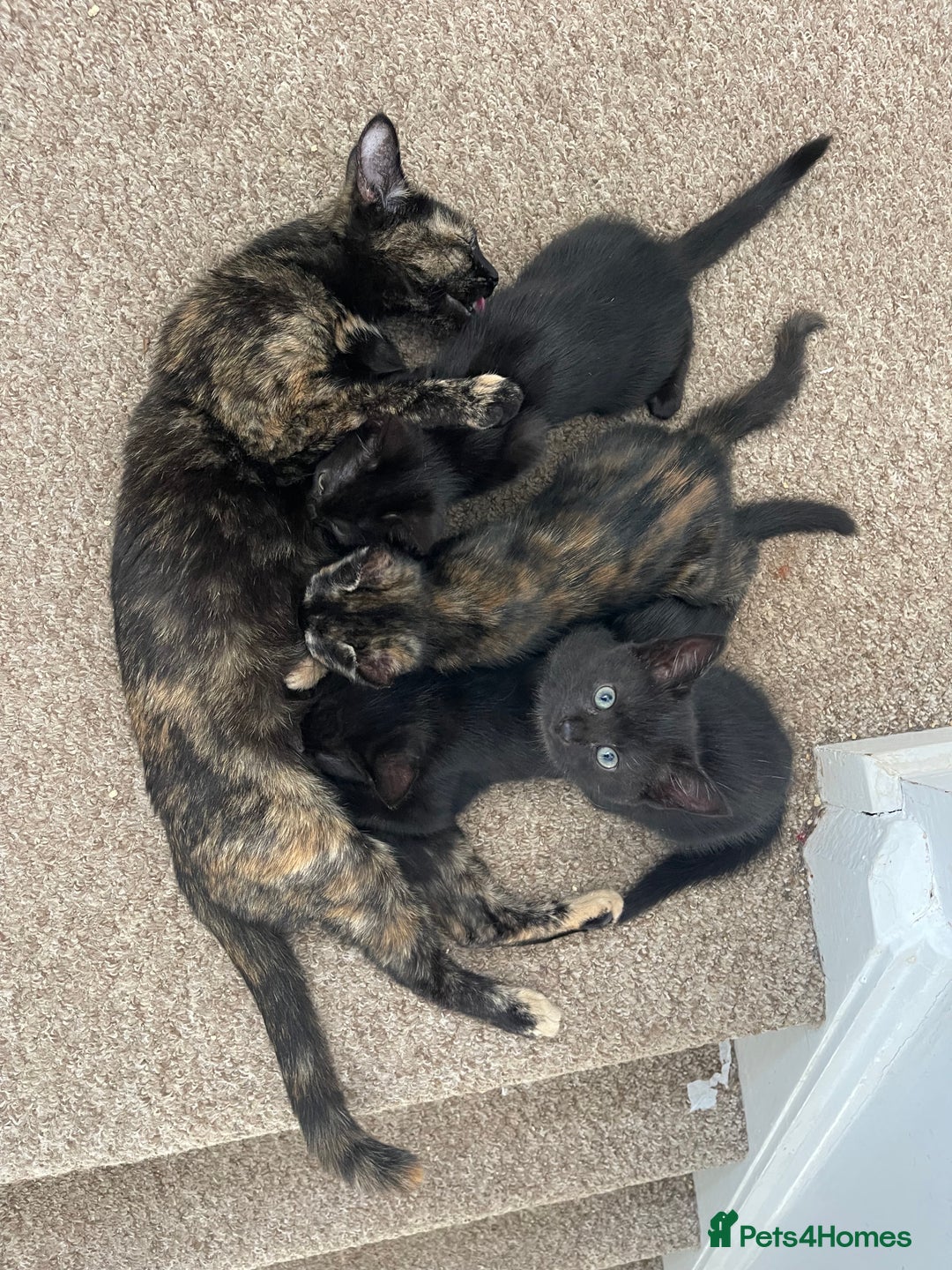 Mixed Breed cats for sale: Three beautiful black kittens - Image 3