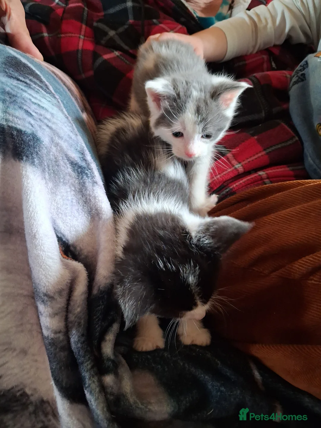 Ragcoon cats for sale: Rogcoon kittens - Advert 6