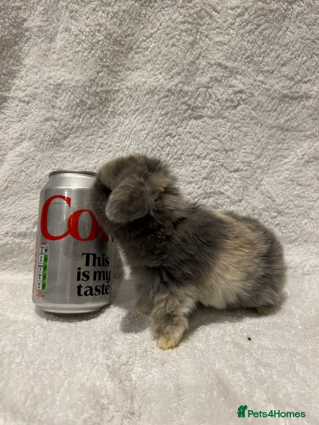 Mini Lop rabbits for sale: Pure Bred Mini Lop Baby Rabbits - Advert 8