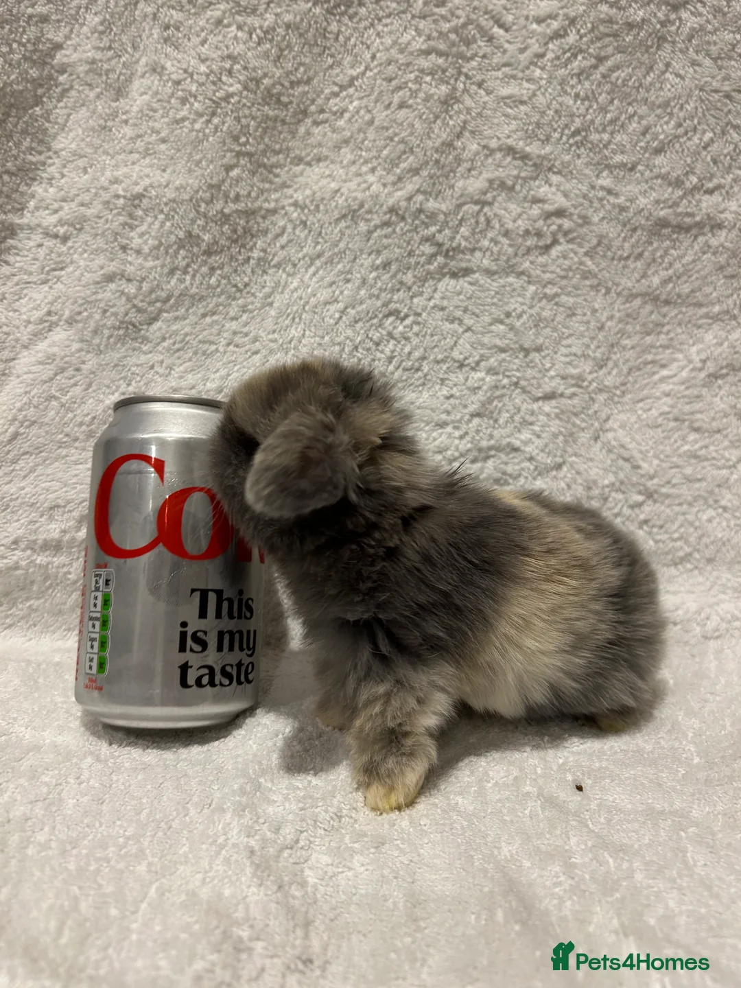 Mini Lop rabbits for sale: Pure Bred Mini Lop Baby Rabbits - Advert 8