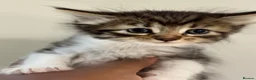 Mixed Breed cats for sale: Beautiful Siberian Cross Kittens  - Advert 2