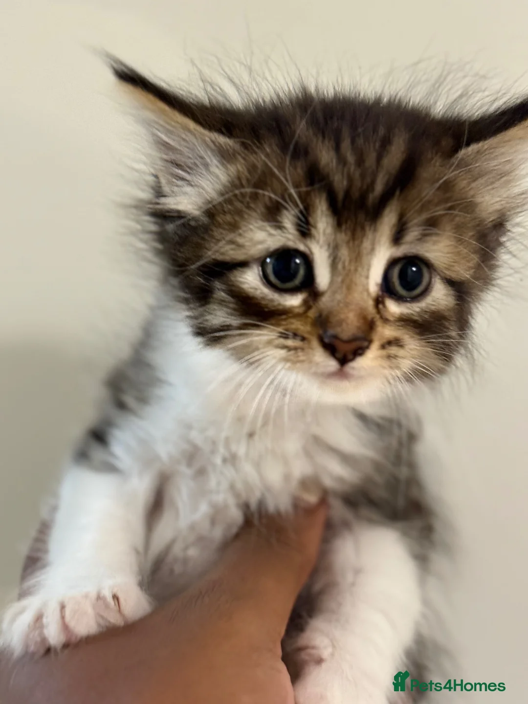 Mixed Breed cats for sale: Beautiful Siberian Cross Kittens  - Advert 2