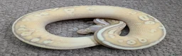 Python Snake reptiles for sale: 2025 Royal Pythons available  in Telford - Advert 8